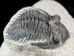 Bargain Metacanthina & Paralejurus Trilobite Association #47444-2